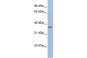 Western Blotting (WB) image for anti-EMI Domain Containing 1 (EMID1) antibody (ABIN2459392) (EMID1 antibody)