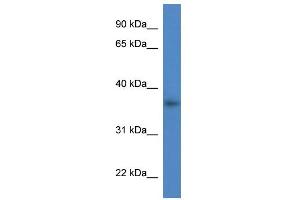 WB Suggested Anti-Lgals4 Antibody Titration:  0. (GAL4 antibody  (C-Term))