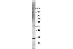 Western blot using  protein-A purified anti-swine TNFa antibody shows detection of recombinant swine TNFa at 16.