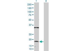 Western Blot analysis of NDUFC2 expression in transfected 293T cell line by NDUFC2 MaxPab polyclonal antibody. (NDUFC2 antibody  (AA 1-119))