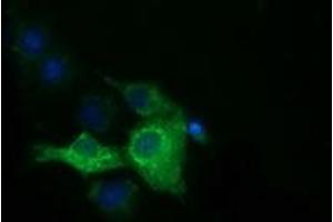 Anti-IGF2BP2 mouse monoclonal antibody (ABIN2453831) immunofluorescent staining of COS7 cells transiently transfected by pCMV6-ENTRY IGF2BP2 (RC205673). (IGF2BP2 antibody)