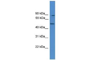 WB Suggested Anti-ZER1 Antibody Titration: 1.