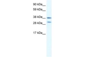 Western Blotting (WB) image for anti-NK2 Homeobox 3 (NKX2-3) antibody (ABIN2460628) (NK2 Homeobox 3 antibody)