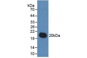 Detection of Recombinant IL19, Human using Monoclonal Antibody to Interleukin 19 (IL19) (IL-19 antibody  (AA 25-177))