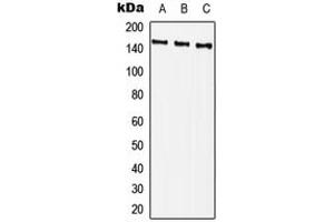 Western blot analysis of PLC gamma 2 (pY759) expression in Hela (A), NIH3T3 (B), H9C2 (C) whole cell lysates.