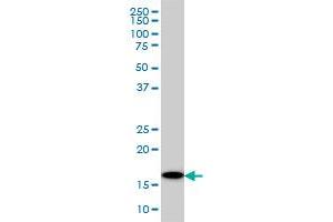 Western Blotting (WB) image for anti-Ubiquitin-Conjugating Enzyme E2G 2 (UBE2G2) (AA 1-88) antibody (ABIN598999) (UBE2G2 antibody  (AA 1-88))