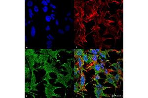 Immunocytochemistry/Immunofluorescence analysis using Mouse Anti-NrCAM Monoclonal Antibody, Clone S364-51 .
