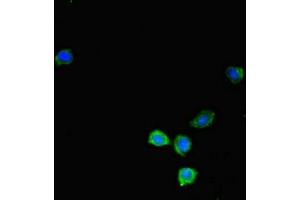 Immunofluorescent analysis of HepG2 cells using ABIN7157503 at dilution of 1:100 and Alexa Fluor 488-congugated AffiniPure Goat Anti-Rabbit IgG(H+L) (KIR2DL3 antibody  (AA 22-245))
