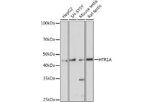 Western blot analysis of extracts of various cell lines, using HTR1A antibody (ABIN3016728, ABIN3016729, ABIN3016730 and ABIN1678491) at 1:1000 dilution. (Serotonin Receptor 1A antibody)