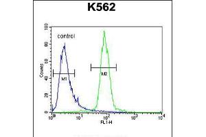 Flow cytometric analysis of K562 cells (right histogram) compared to a negative control cell (left histogram). (hCG_2024410 (AA 187-215), (C-Term) antibody)