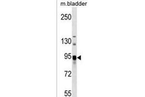 ASAH2 Antibody (C-term) (ABIN1537571 and ABIN2850513) western blot analysis in mouse bladder tissue lysates (35 μg/lane).