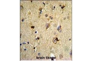 Formalin-fixed and paraffin-embedded human brain tissue reacted with EN2 Antibody (C-term), which was peroxidase-conjugated to the secondary antibody, followed by DAB staining. (EN2 antibody  (C-Term))