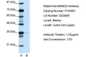 WB Suggested Anti-NANOG AntibodyTitration: 1.