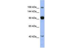 Image no. 1 for anti-Mediator Complex Subunit 23 (MED23) (N-Term) antibody (ABIN6742532) (MED23 antibody  (N-Term))
