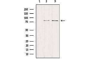 Western blot analysis of extracts from various samples, using NCKIPSD Antibody. (NCKIPSD antibody  (Internal Region))