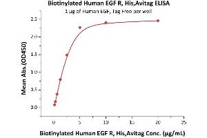 Immobilized Human EGF, Tag Free  at 10 μg/mL (100 μL/well) can bind Biotinylated Human EGF R, His,Avitag (ABIN5674594,ABIN6253697) with a linear range of 0.