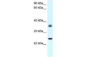 Western Blot showing Jund antibody used at a concentration of 1. (JunD antibody  (N-Term))