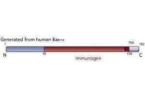 Image no. 3 for anti-BCL2-Associated X Protein (BAX) (AA 55-178) antibody (ABIN968295) (BAX antibody  (AA 55-178))
