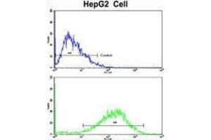 Flow Cytometry (FACS) image for anti-Nucleotide Exchange Factor SIL1 (SIL1) antibody (ABIN3003781) (SIL1 antibody)
