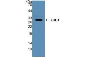 Detection of Recombinant NUP50, Human using Polyclonal Antibody to Nucleoporin 50 kDa (NUP50) (NUP50 antibody  (AA 37-269))