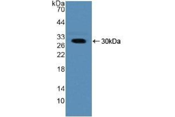 NUP50 Antikörper  (AA 37-269)