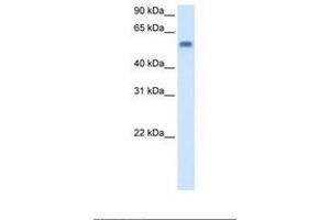 Image no. 1 for anti-Monoamine Oxidase B (MAOB) (C-Term) antibody (ABIN6738080) (Monoamine Oxidase B antibody  (C-Term))