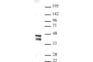 SIRT2 antibody (pAb) tested by Western blot. (SIRT2 antibody  (C-Term))