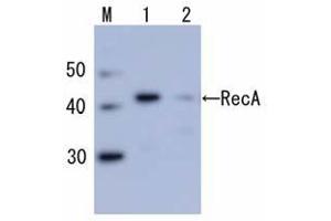 Western Blotting (WB) image for anti-RecA (full length) antibody (ABIN2451965)