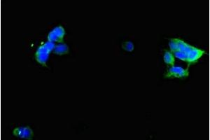 Immunofluorescent analysis of 293 cells using ABIN7153669 at dilution of 1:100 and Alexa Fluor 488-congugated AffiniPure Goat Anti-Rabbit IgG(H+L) (GIPR antibody  (AA 22-138))