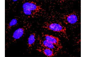 Proximity Ligation Analysis of protein-protein interactions between CFLAR and CASP10. (FLIP antibody  (AA 1-480))
