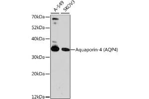 Western blot analysis of extracts of various cell lines, using Aquaporin-4  antibody (ABIN6127445, ABIN6137045, ABIN6137047 and ABIN6218099) at 1:1000 dilution. (Aquaporin 4 antibody  (AA 244-323))