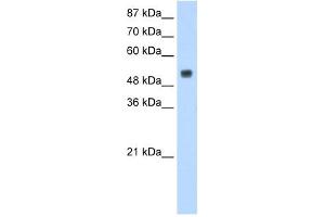 DRB1 antibody used at 1. (DRB1 antibody  (N-Term))