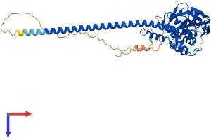 Protein Structure (PS) image for STAM Binding Protein-Like 1 (STAMBPL1) (AA 1-436) protein (His tag) (ABIN7544034)