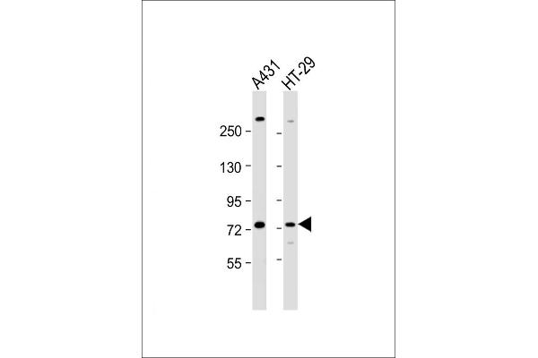 PAK6 antibody  (AA 268-297)