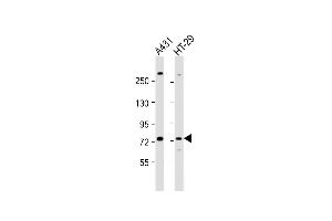 All lanes : Anti-K6 Antibody (Center) at 1:1000 dilution Lane 1: A431 whole cell lysate Lane 2: HT-29 whole cell lysate Lysates/proteins at 20 μg per lane. (PAK6 antibody  (AA 268-297))