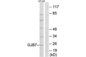 Western blot analysis of extracts from HT-29 cells, using GJB7 Antibody.