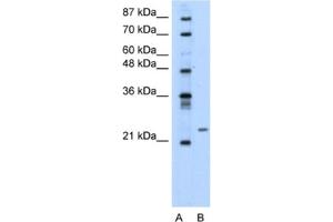 Western Blotting (WB) image for anti-Polyamine Modulated Factor 1 (PMF1) antibody (ABIN2460655)