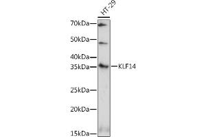 Western blot analysis of extracts of HT-29 cells, using KLF14 antibody (ABIN7268154) at 1:1000 dilution. (KLF14 antibody)