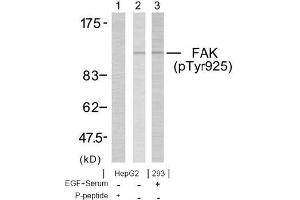 Image no. 1 for anti-PTK2 Protein tyrosine Kinase 2 (PTK2) (pTyr925) antibody (ABIN196824) (FAK antibody  (pTyr925))