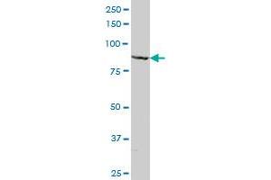 MAGED1 antibody  (AA 117-226)