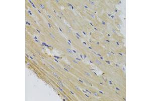 Immunohistochemistry of paraffin-embedded mouse heart using FIS1 Antibody. (Fission 1 antibody)