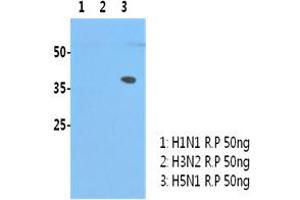 H5N1/HA1 recombinant protein (50ng) were resolved by SDS-PAGE, transferred to PVDF membrane and probed with anti-human H5N1/HA1 antibody (1:3000). (Influenza Hemagglutinin HA1 Chain antibody (Influenza A Virus H5N1))