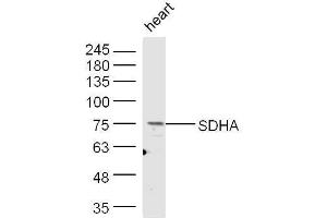 Mouse heart lysates probed with Rabbit Anti-SDHA Polyclonal Antibody, Unconjugated  at 1:500 for 90 min at 37˚C.