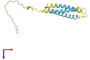 NINJ1 Protein (AA 1-152) (His tag)