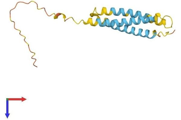 NINJ1 Protein (AA 1-152) (His tag)