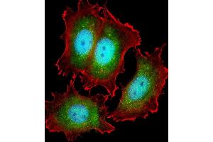 Immunofluorescent analysis of 4 % paraformaldehyde-fixed, 0. (KIF22 antibody  (AA 423-456))