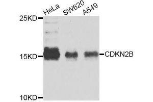 Western blot analysis of extracts of various cell lines, using CDKN2B antibody (ABIN5975386) at 1/1000 dilution. (CDKN2B antibody)