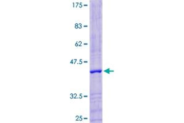 Lysozyme-Like 4 Protein (LYZL4) (AA 1-146) (GST tag)