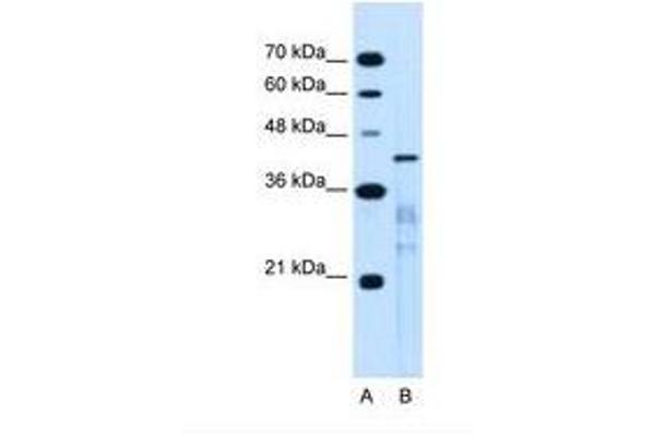 MARVELD3 Antikörper  (AA 219-268)