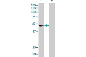 Western Blot analysis of ORC4L expression in transfected 293T cell line by ORC4L MaxPab polyclonal antibody. (ORC4 antibody  (AA 1-436))